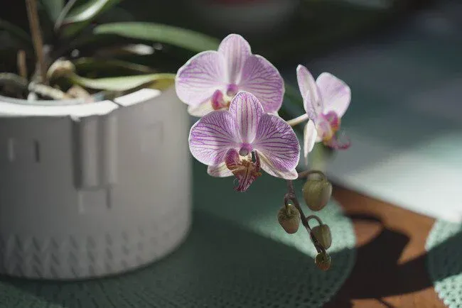 Phalaenopsis orchids can survive in low light condition