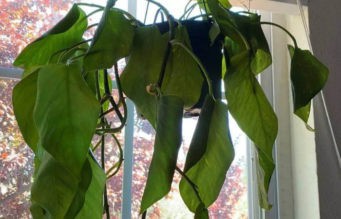 Pothos Leaves Curling