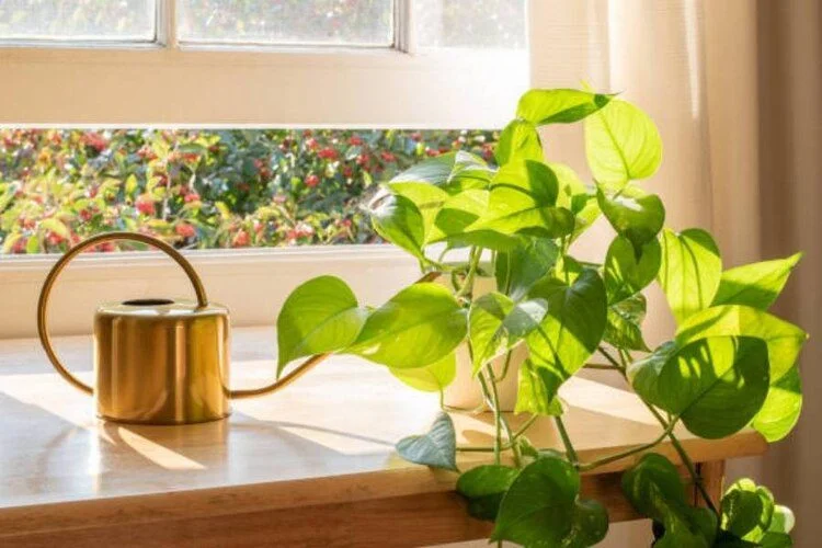 How Often to Water Pothos: Check Soil, Not a Calendar