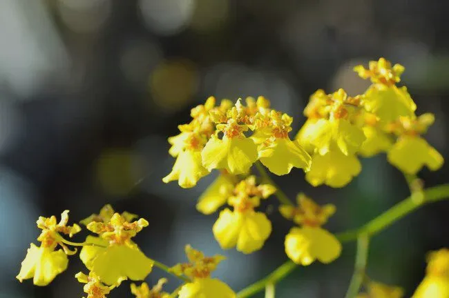 Oncidium orchids thrive under medium and indirect sunlight