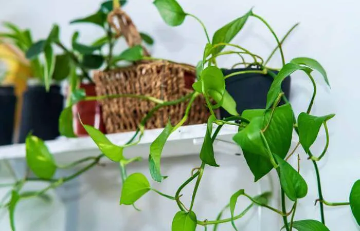 Lacking light causes leggy growth of pothos vines