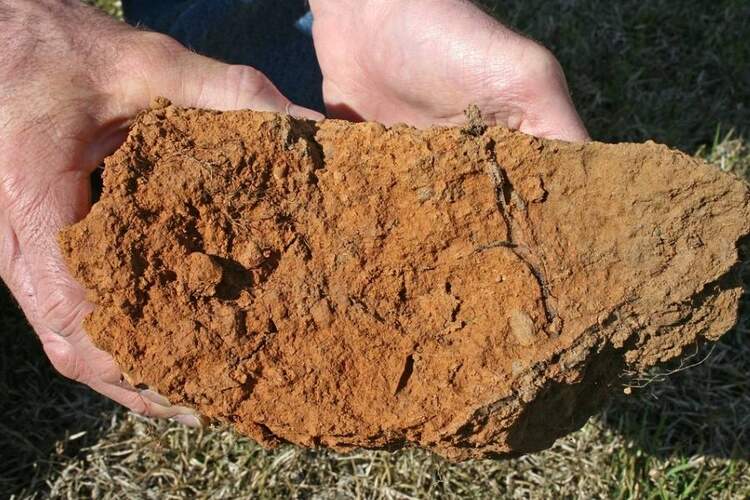 How To Amend Clay Soil Without Tilling? 6 Steps & Guides