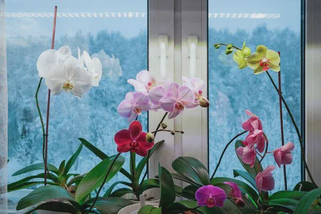 Orchids can grow under artificial light in the off-season