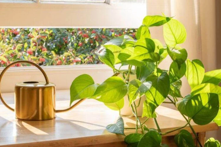 How Much Light Does Pothos Need Indoors?