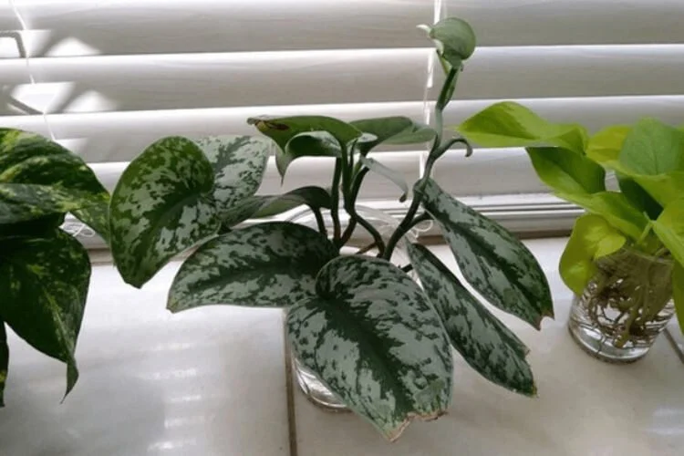 How to Propagate Satin Pothos in Water or Mix