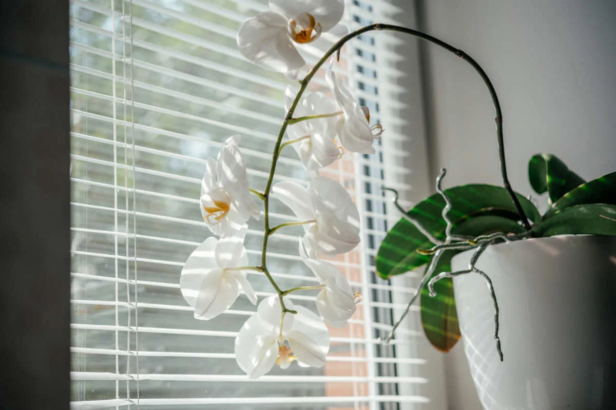 How Much Light Do Orchids Need? Answer From Experts
