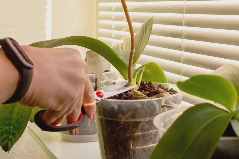 Trimming a spent orchid flower spike with clean pruning tools