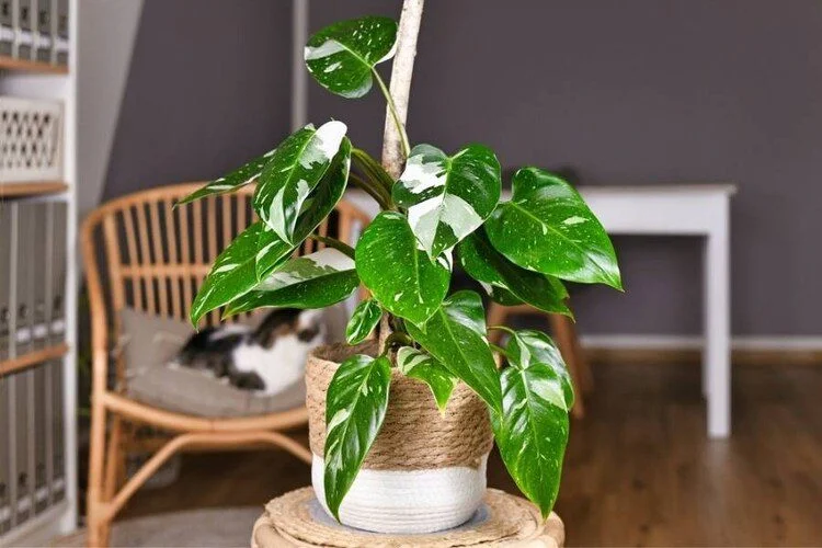 How To Care For Philodendron Golden Dragon? Detail Guide