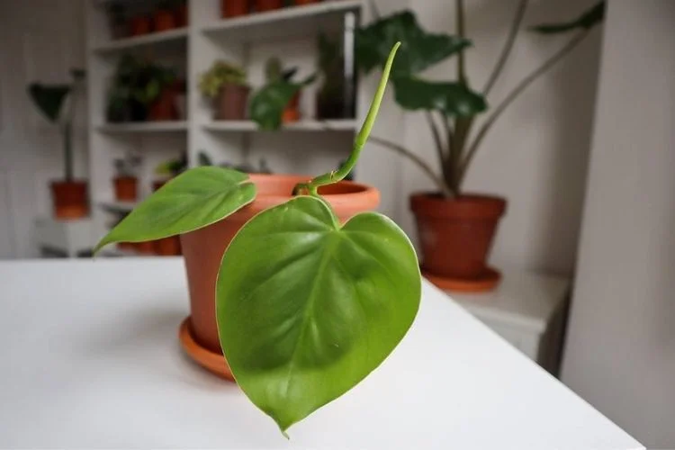 How To Care For Red Emerald Philodendron? Detailed Guide