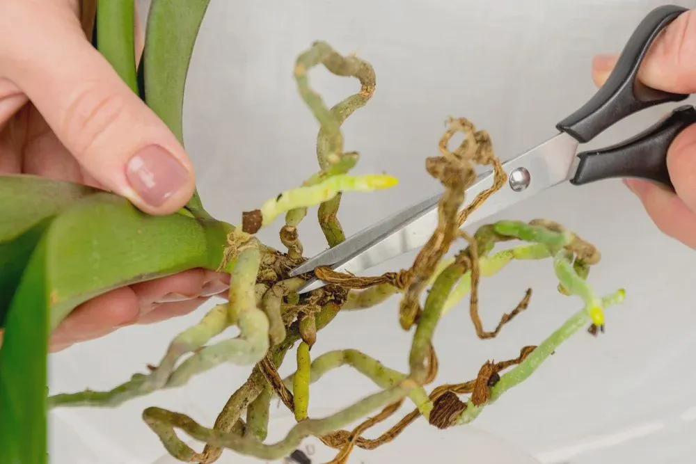 Inspecting orchid roots while evaluating potting medium