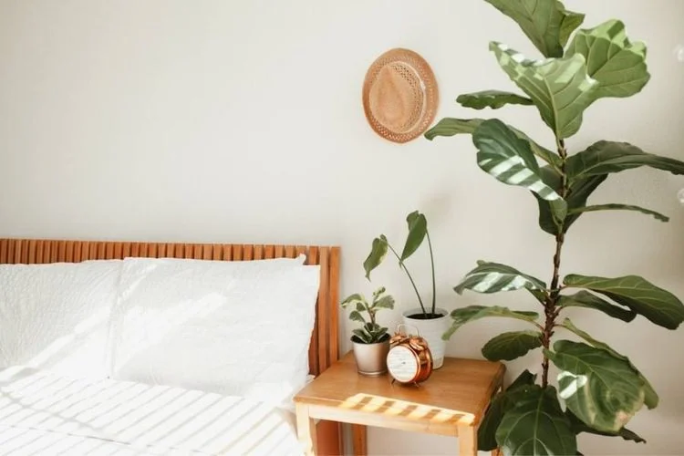 How To Clean Fiddle Leaf Fig Leaves? 5 Effective Ways
