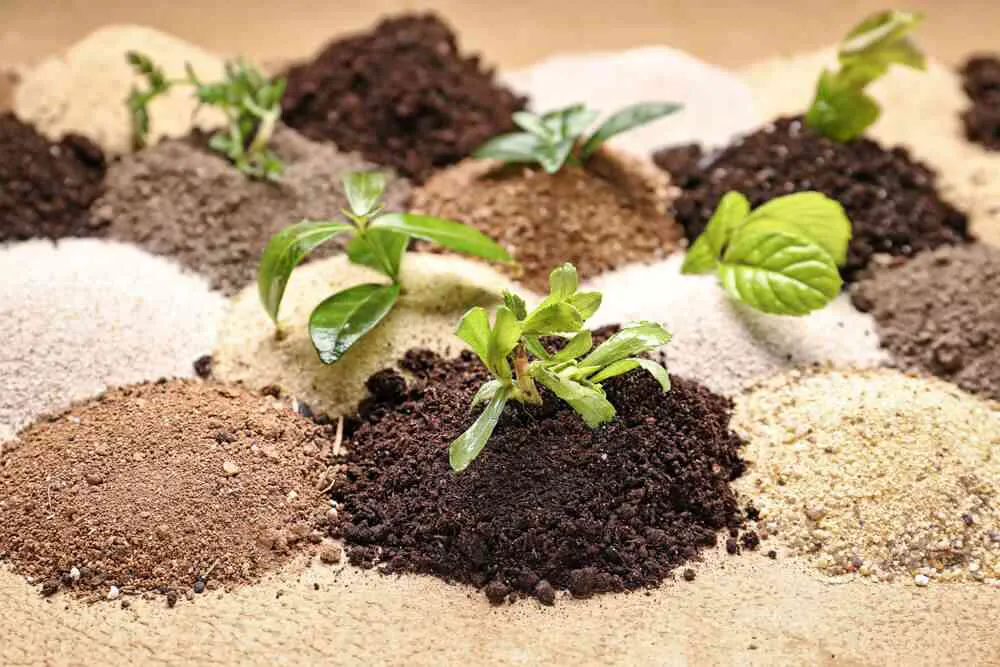 Soil type