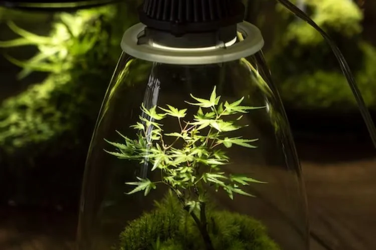 How To Choose A Grow Light: Ultimate Guide For Gardeners