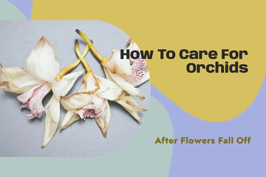 Orchid Care After Flowers Fall: Four Practical Steps