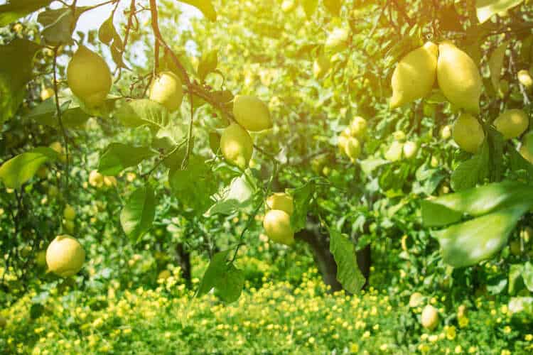 How Do You Fertilize Citrus Trees? 6 Tips For Thriving