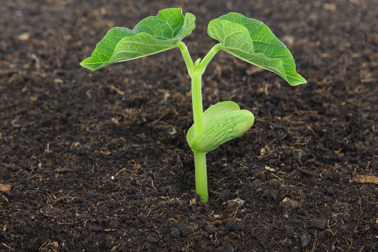 How To Choose The Right Soil Moisture Sensor For your Garden?