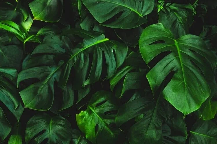 How To Fertilize Monstera: Signs To Feed Your Plant