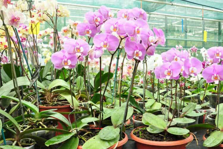 How Do You Fertilize Orchids? (The Best Nutrient Ratio)