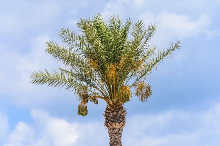 How To Fertilize Palm Trees Properly? Tips From Experts