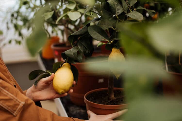 How Do You Fertilize a Potted Lemon Tree? (Golden Formula)