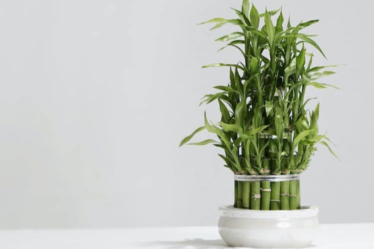 How to Fertilize Bamboo in Water: Tips For Healthy Bamboo