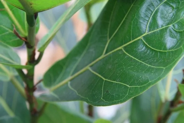 How To Fix A Leaning Fiddle Leaf Fig? 8 Easy Steps