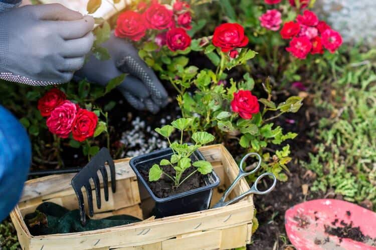 How to Fertilize Roses in Pots: Tips for Blooming Beauties