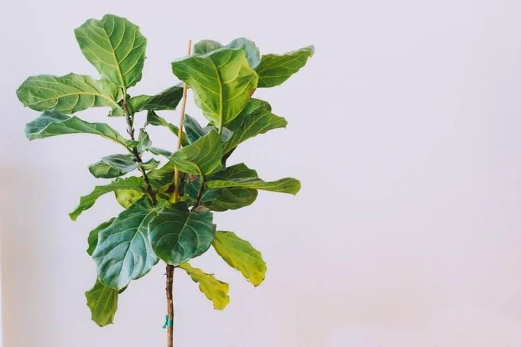 How To Get Fiddle Leaf Fig To Branch? 4 Easy Steps
