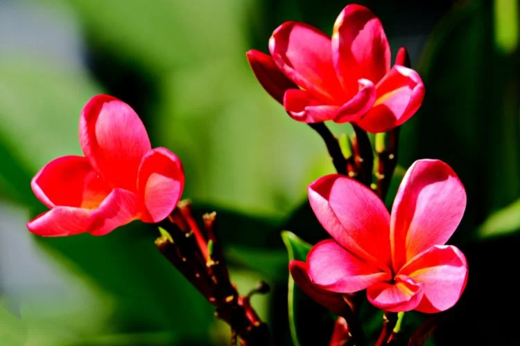 How To Maintain An Orchid Plant Off-Season: 7 Easy Tips