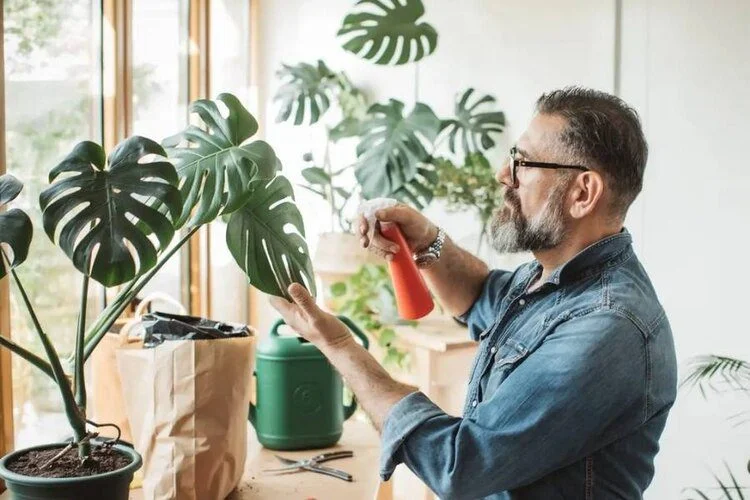 How To Make Monstera Grow Faster: 6 Tips For Its Growth