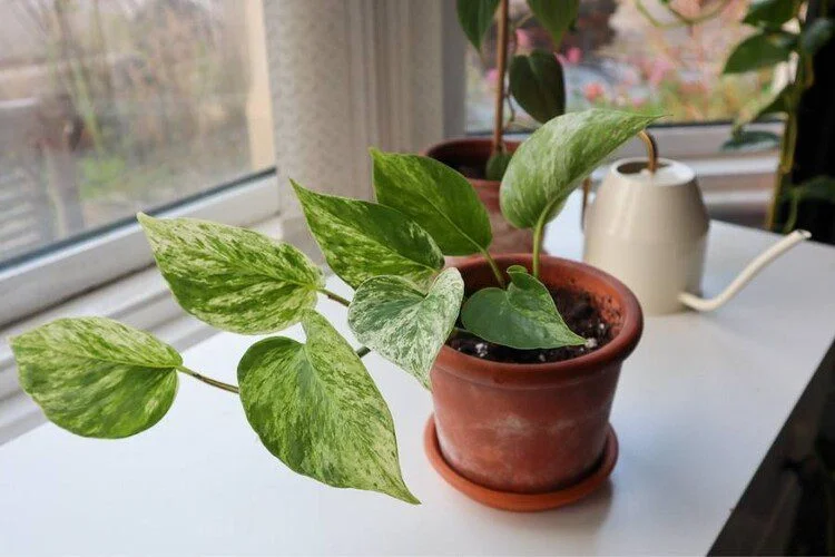 How to Make Pothos Climb: Pole, Trellis or Wall