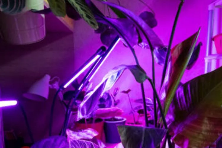 How To Hang Grow Light? 5 Easy Steps To Follow