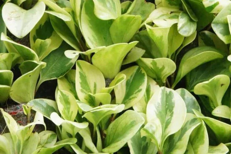 How to Make Pothos Fuller: Prune and Replant Cuttings