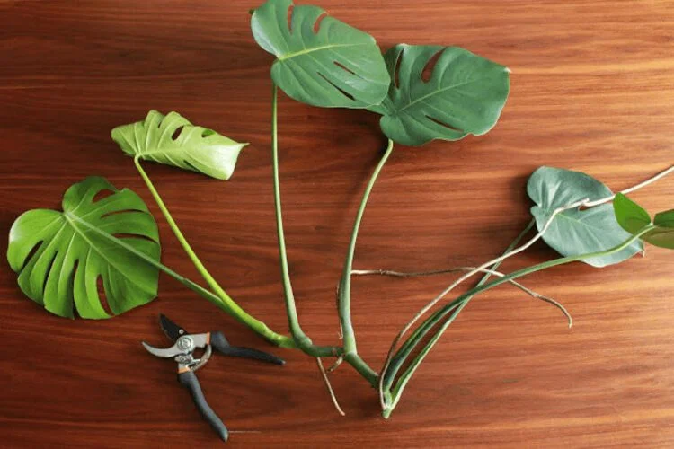 How To Propagate Monstera In The Right Ways?