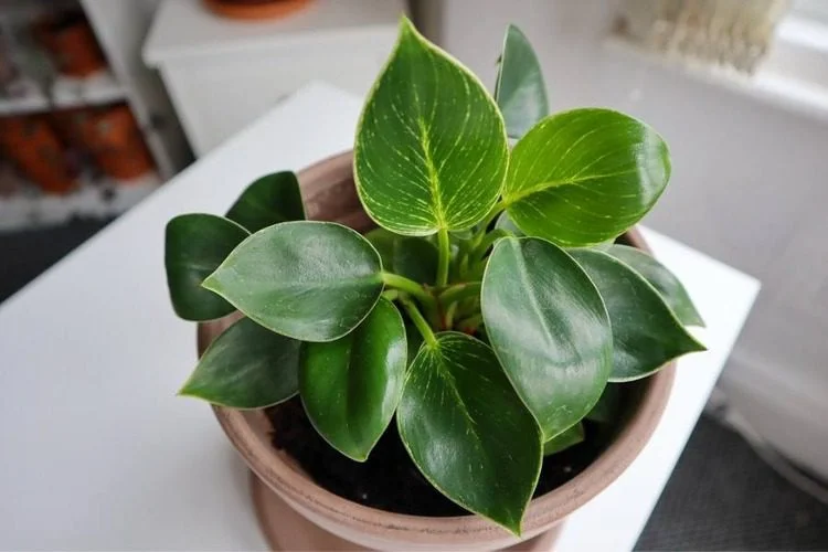 How to Propagate Philodendron Birkin Using Stem Cuttings