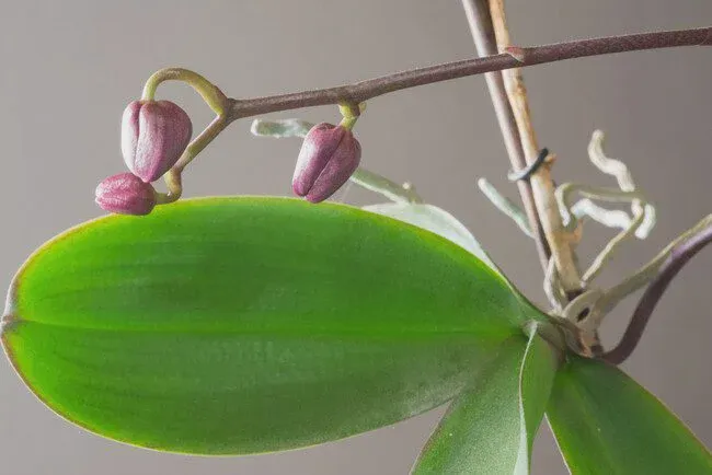 Orchid plantlet developing on a stem