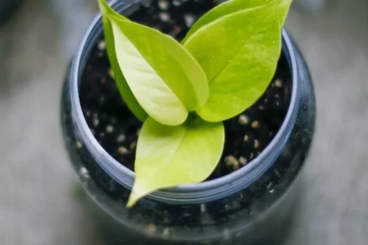 How to Propagate Neon Pothos from Stem Cuttings
