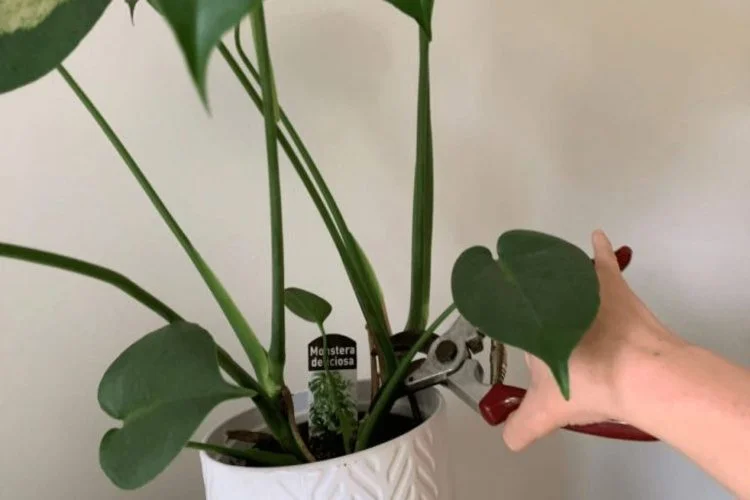 How To Prune Monstera: Vital Techniques For Healthy Plant