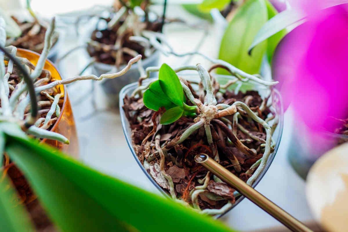 How to Propagate Orchids: Division, Keikis and Backbulbs