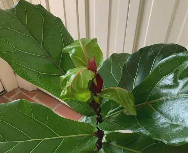 Changes in humidity and temperature may cause leaves to curl