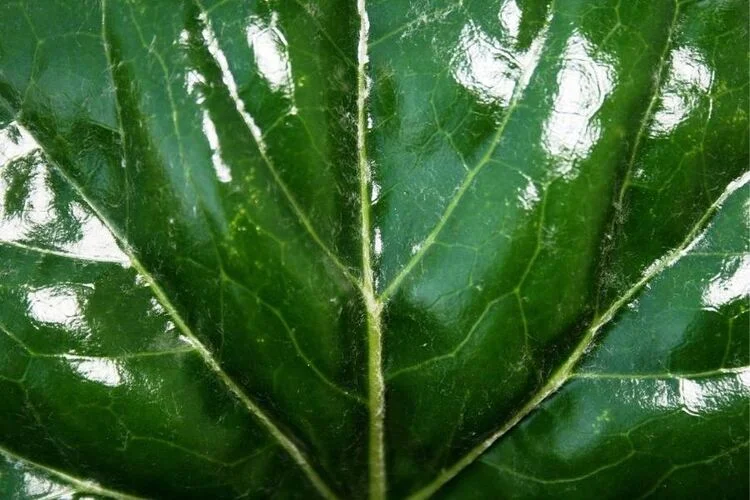 How To Shine Fiddle Leaf Fig Leaves? (3 Methods)