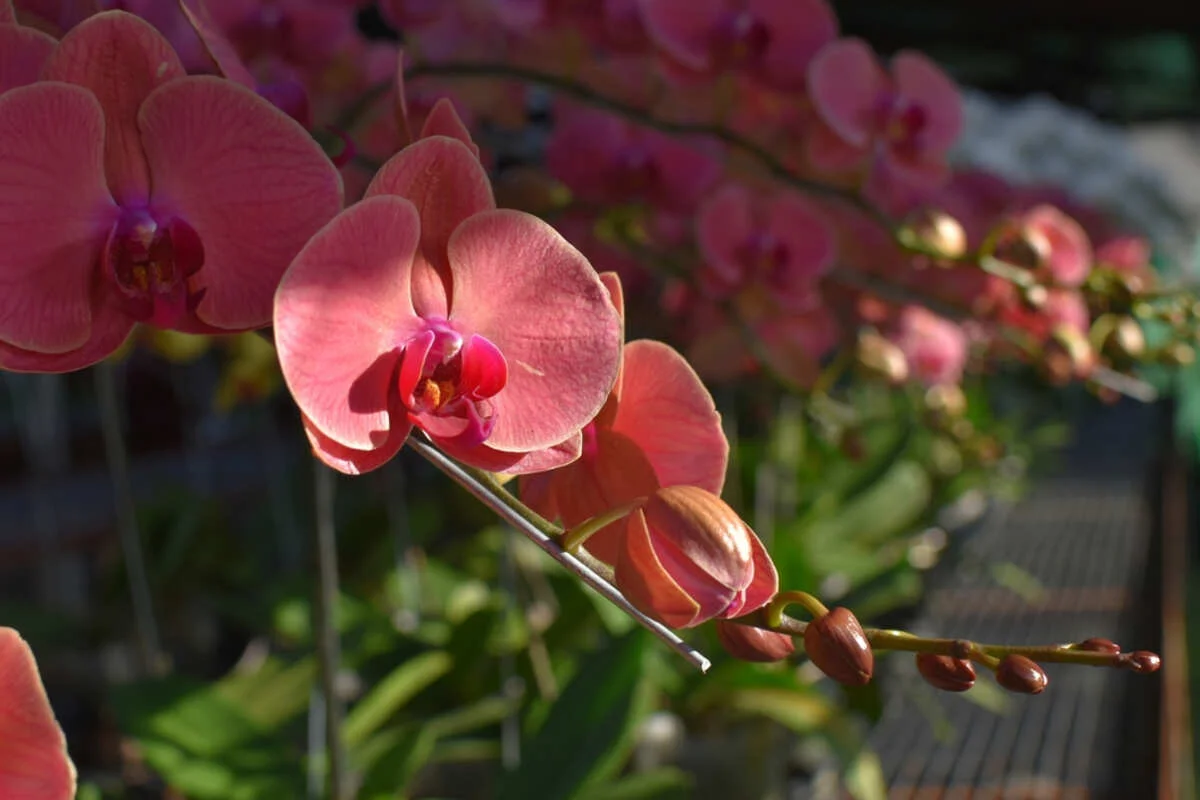 How to Help an Orchid Rebloom: Phalaenopsis Care Guide
