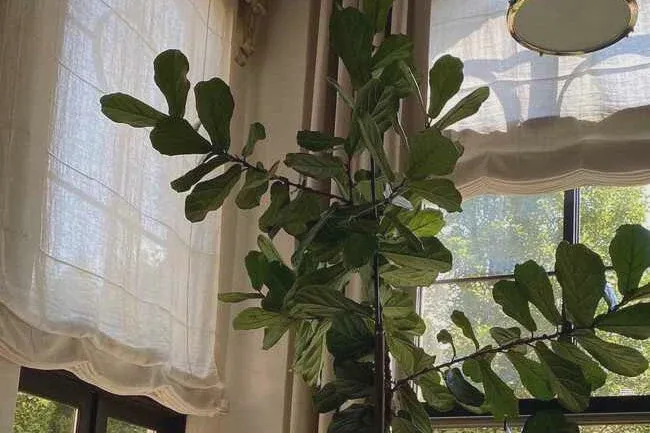 Lack of light might cause leggy tree
