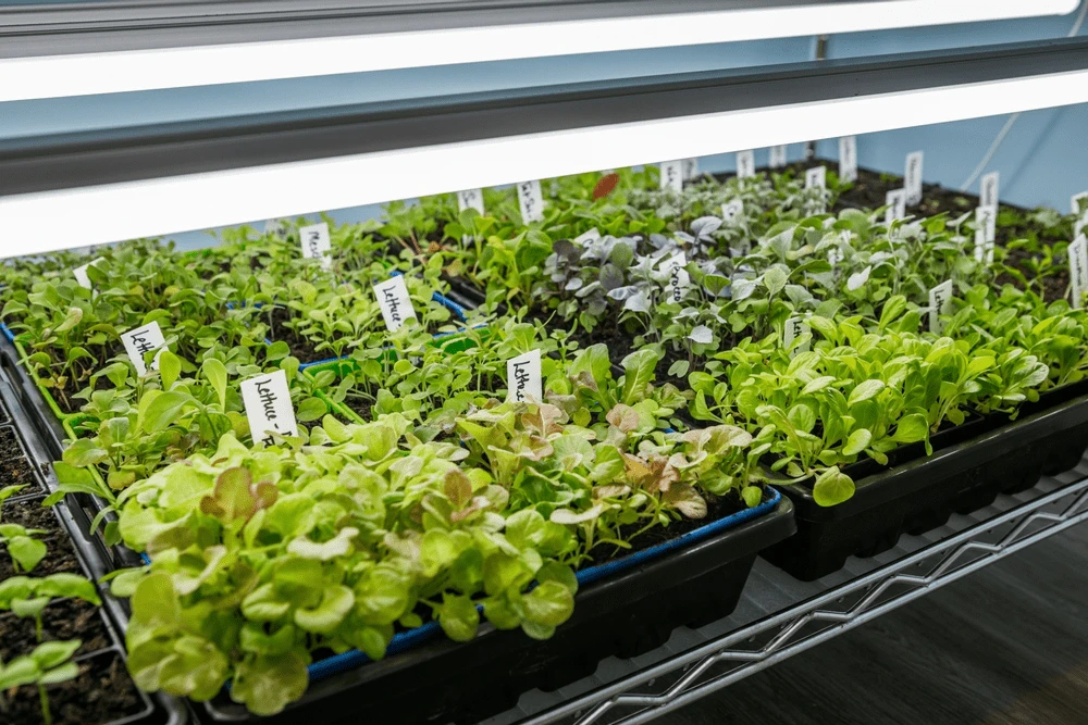 Trays of vegetable seedlings under grow light