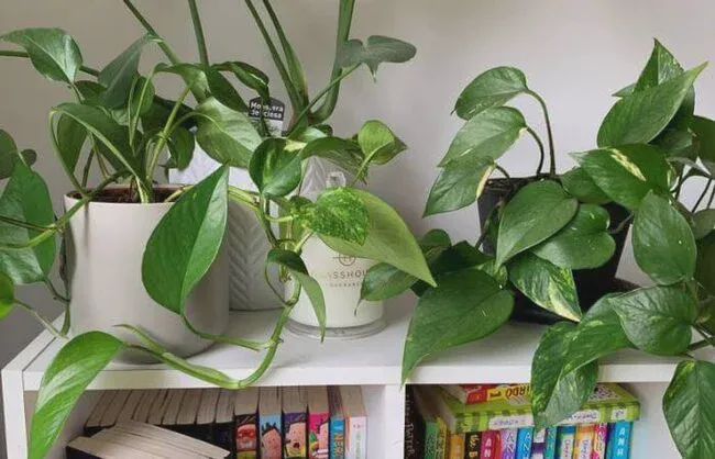 You should keep track of your pothos humidity