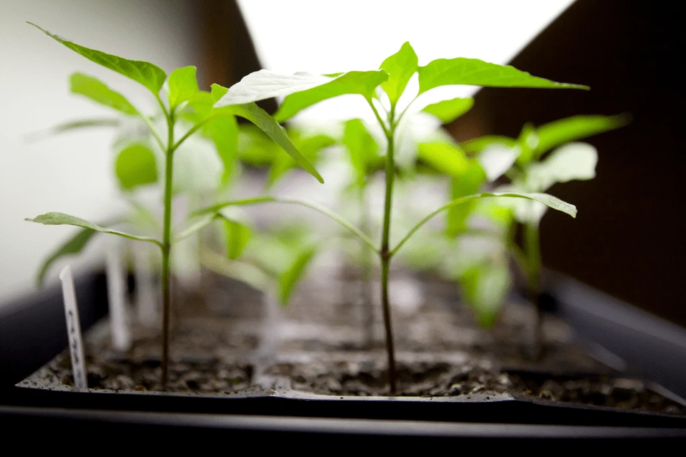 Seeds growing indoors under fluorescent lights