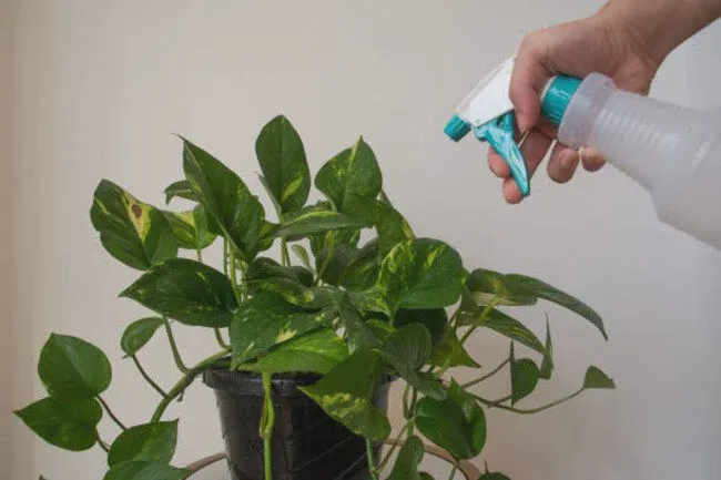 Identify Pothos thriving signs like brown-tipped leaves and fragile margins.