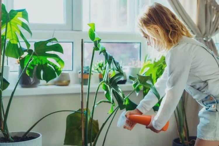 Monstera plants thrive in tropical summer environments