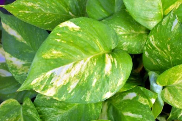 Pothos Humidity: What Helps and What Doesn't
