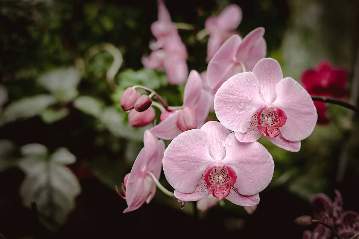 How to Water an Orchid: Two Safe Methods and When to Water